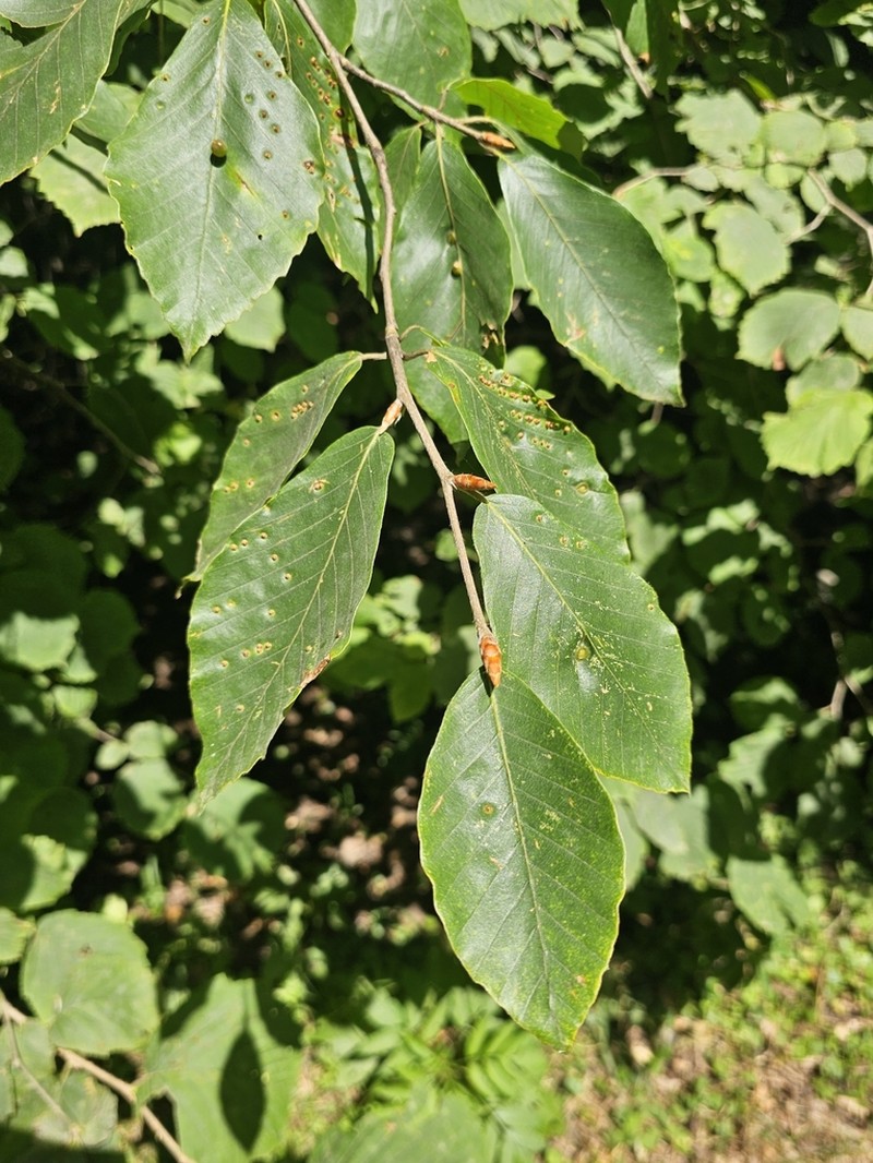 Fagus orientalis photo 5