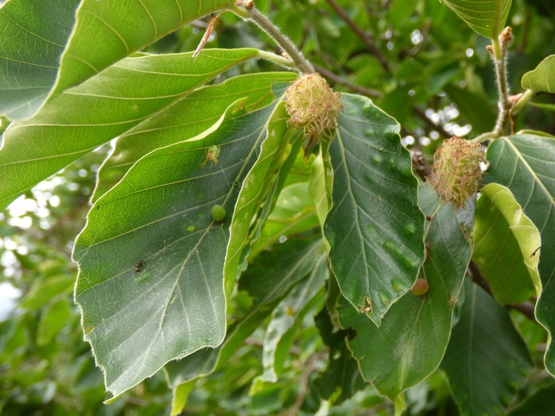 Fagus orientalis photo 6