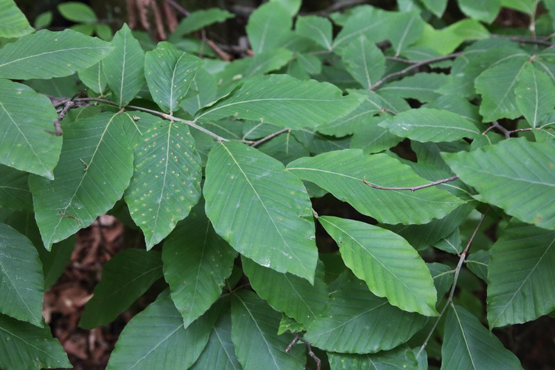 Fagus orientalis photo 7