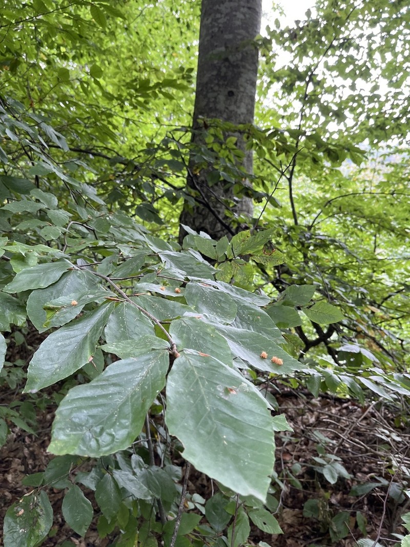 Fagus orientalis photo 8