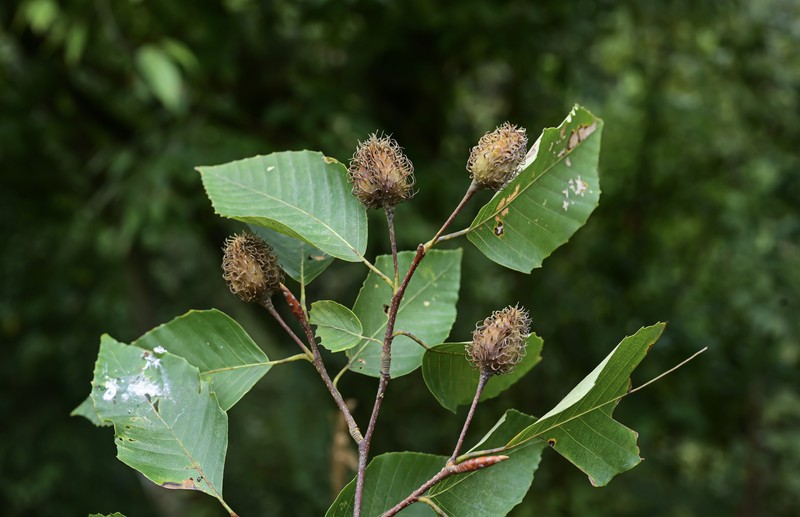 Fagus sinensis