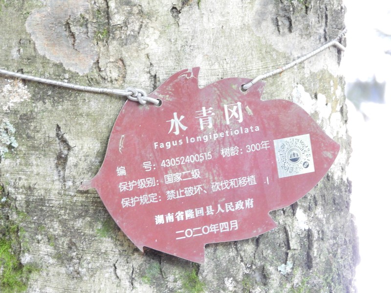 Fagus sinensis photo 2
