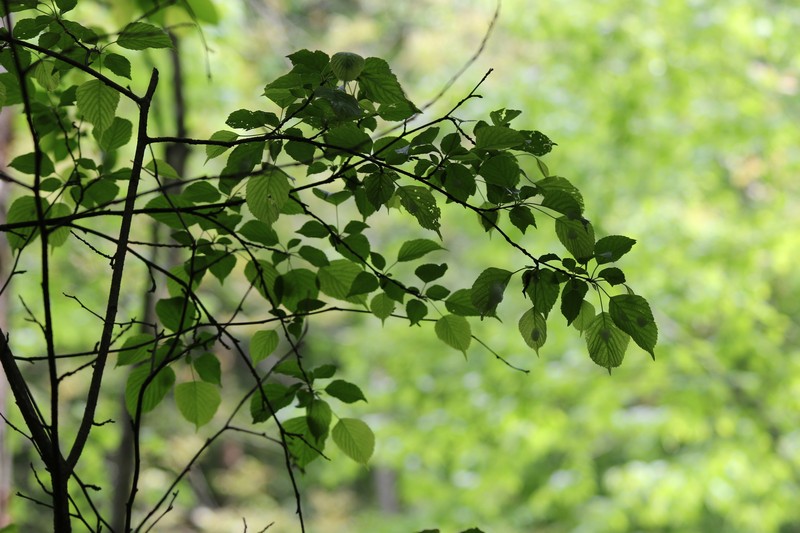 Fagus sinensis photo 4