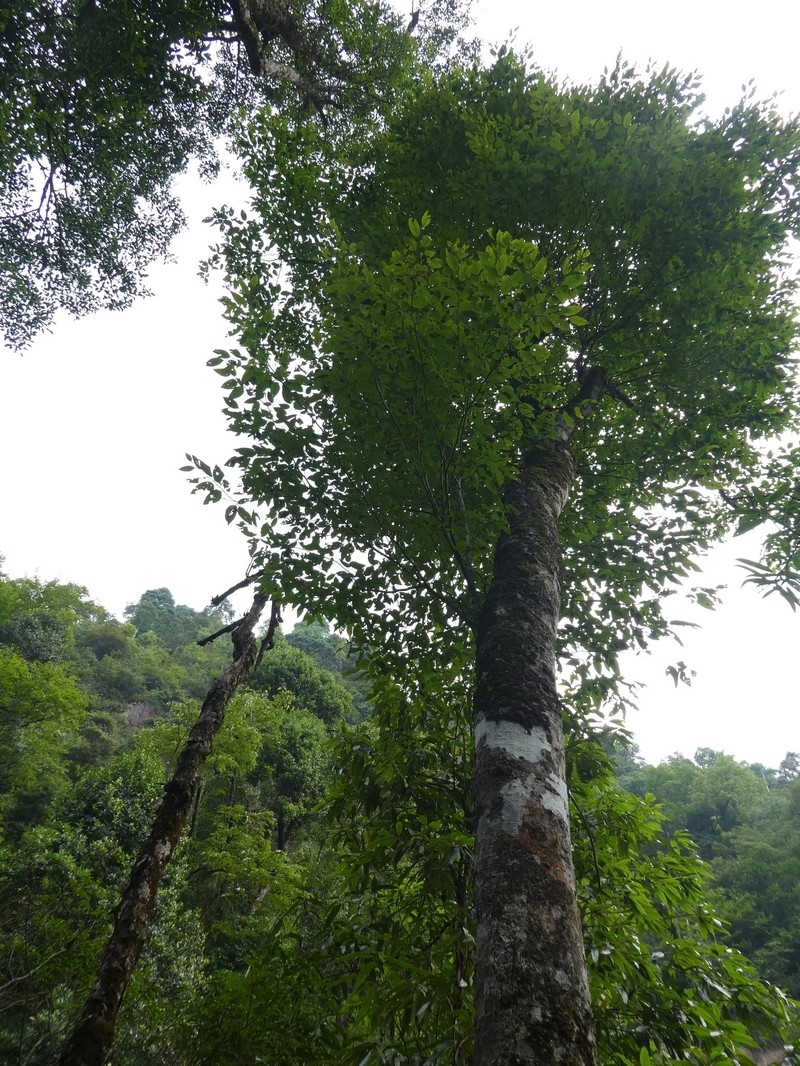 Fagus sinensis photo 5