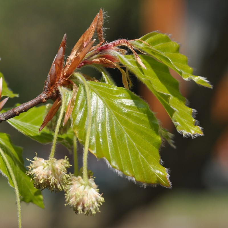 European Beech photo 8