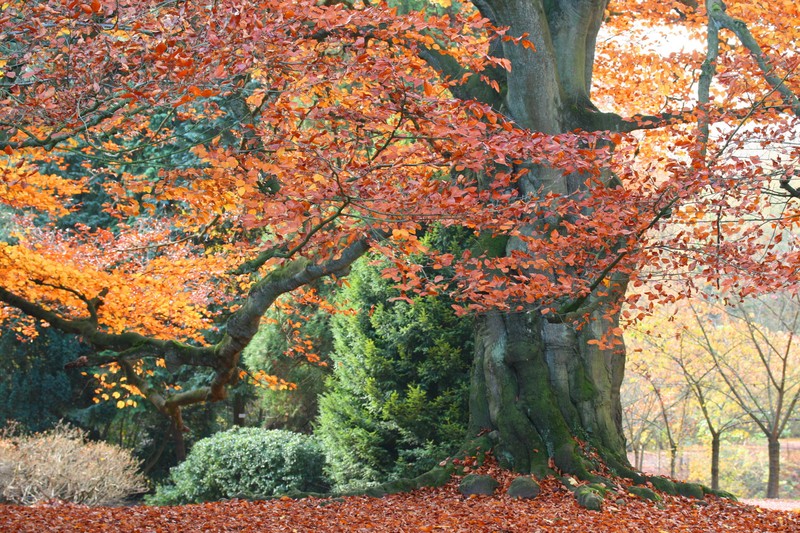 European Beech photo 3