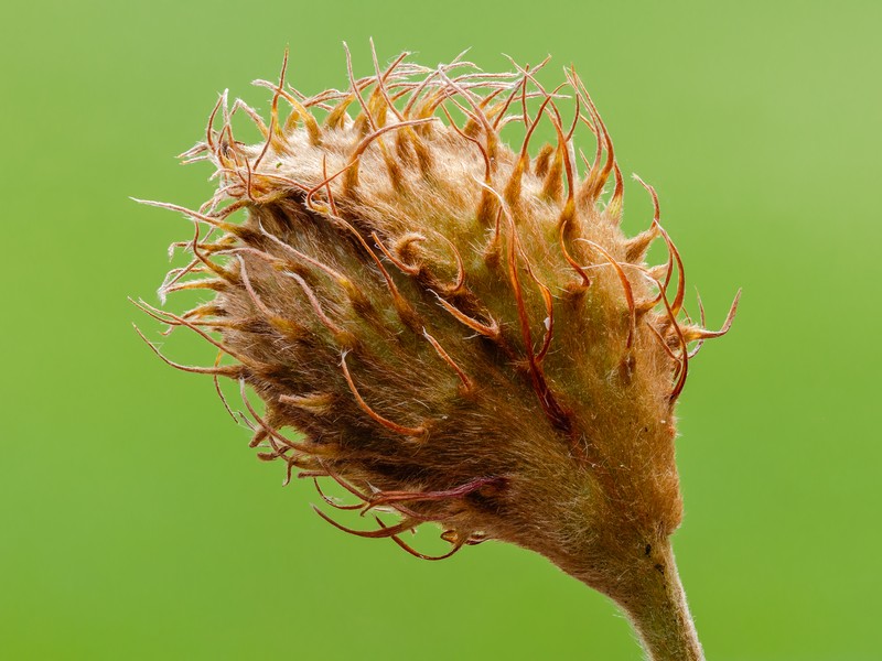 European Beech photo 4