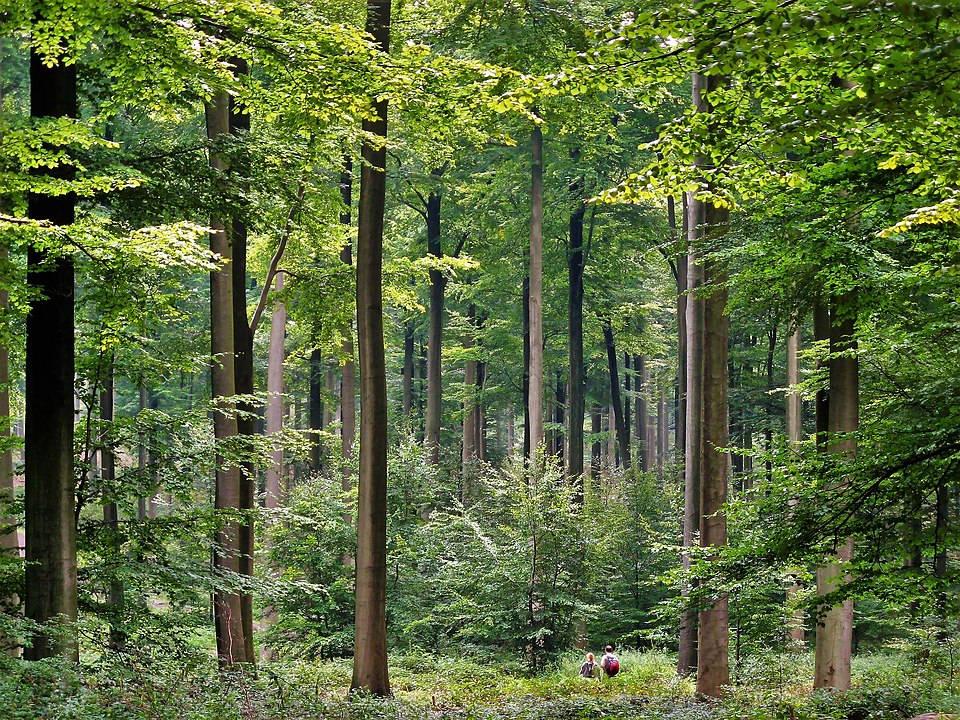 European Beech photo 2