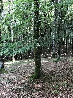 European Beech