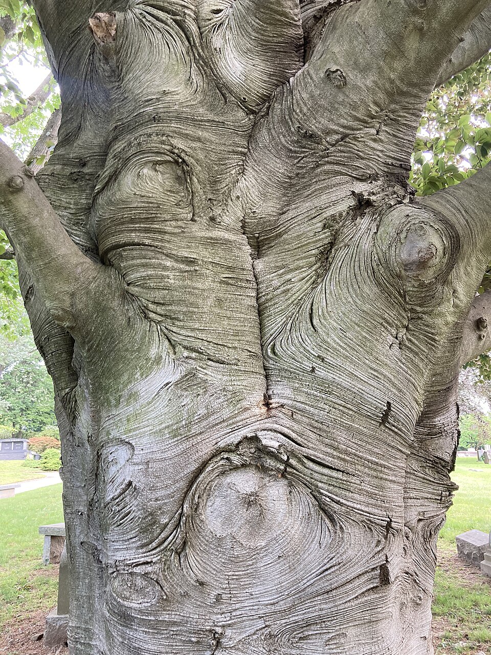 European Beech photo 3