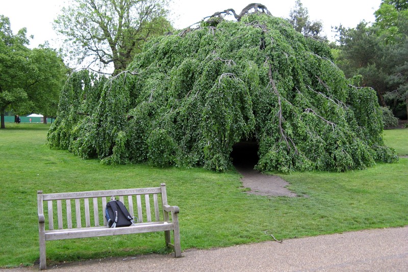 European Beech photo 4