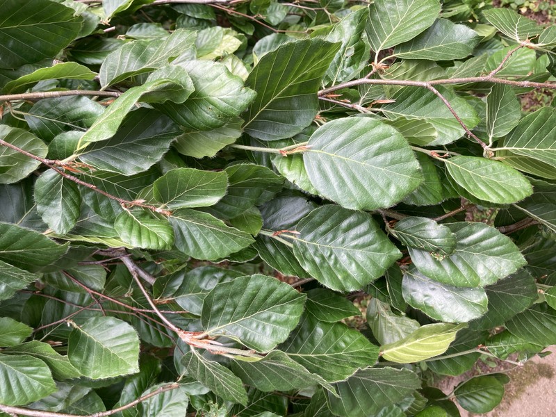 European Beech photo 5