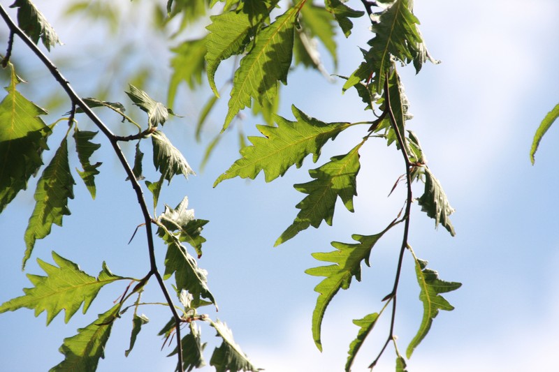 European Beech photo 6