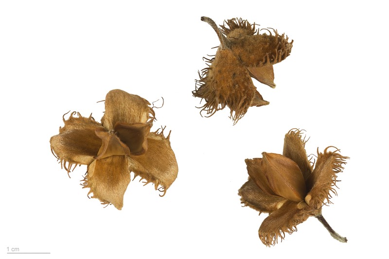 European Beech photo 8