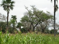 Applering Acacia