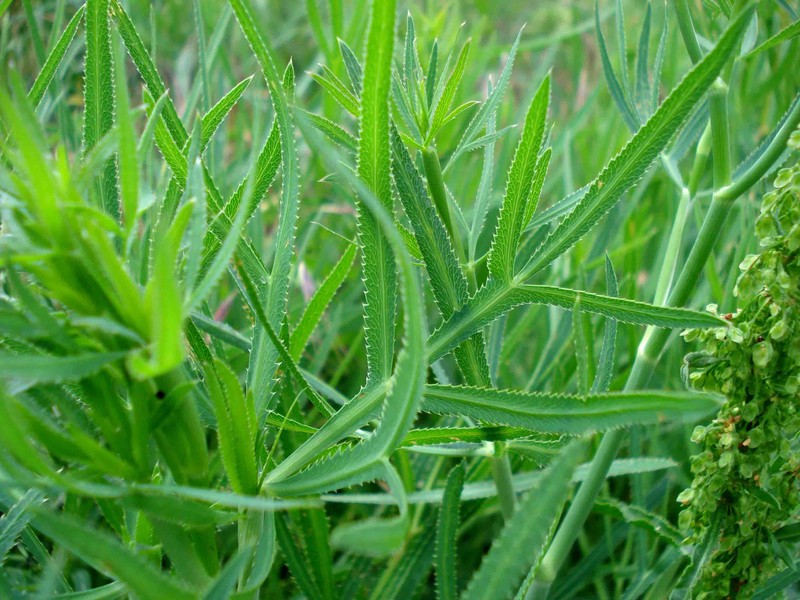 Sickleweed photo 2