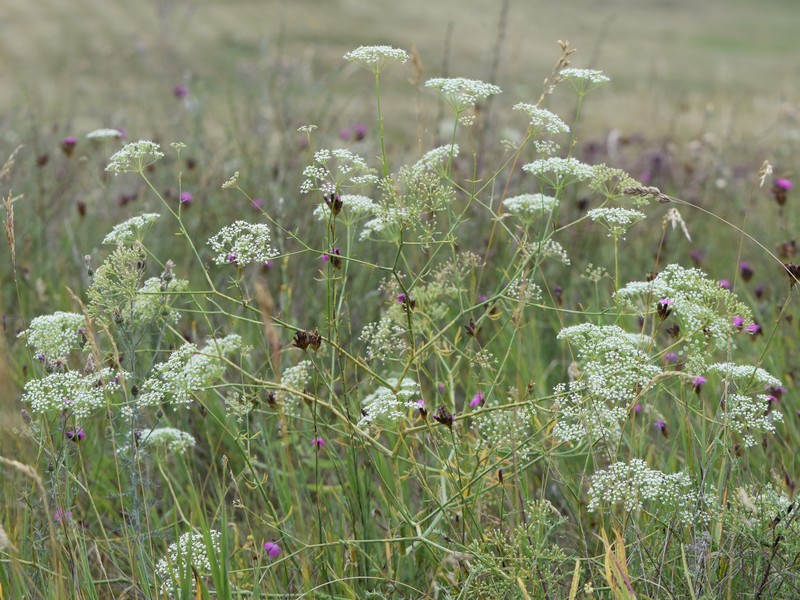 Sickleweed photo 3