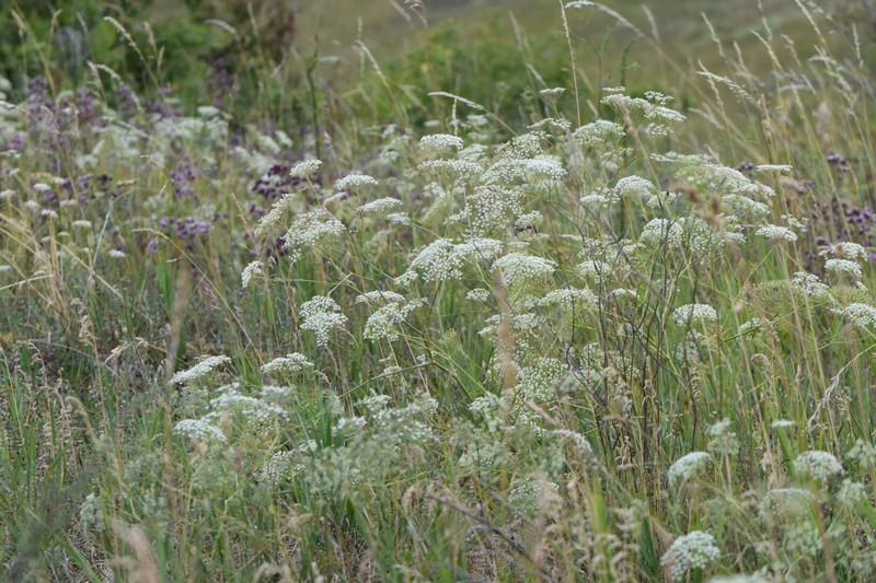 Sickleweed photo 4