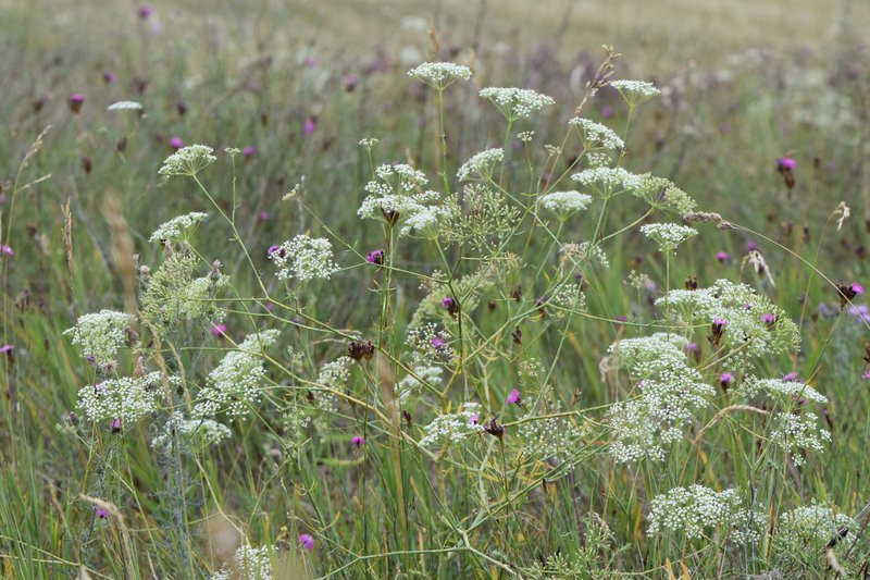 Sickleweed photo 6