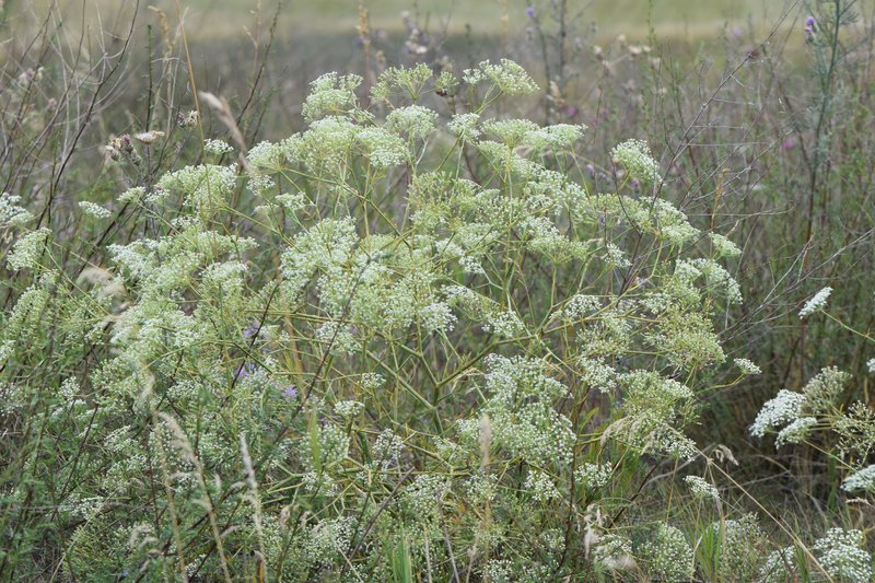 Sickleweed photo 8