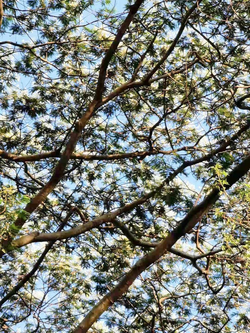 Peacocksplume photo 8
