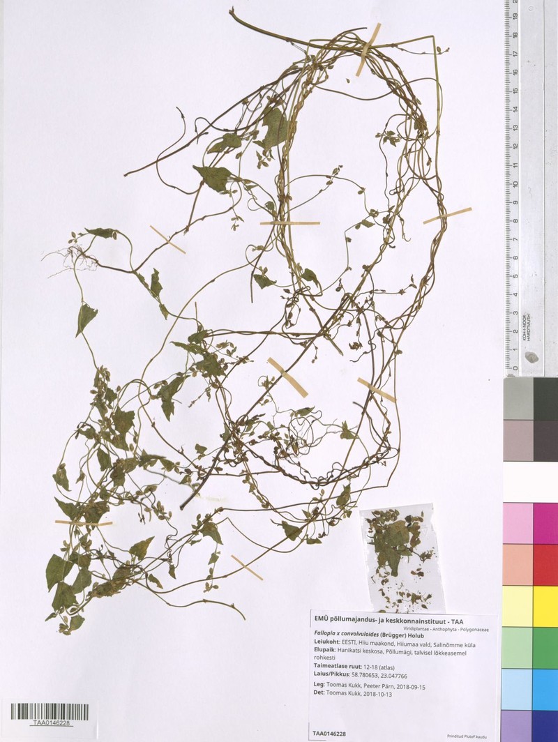 Fallopia × heterocarpa