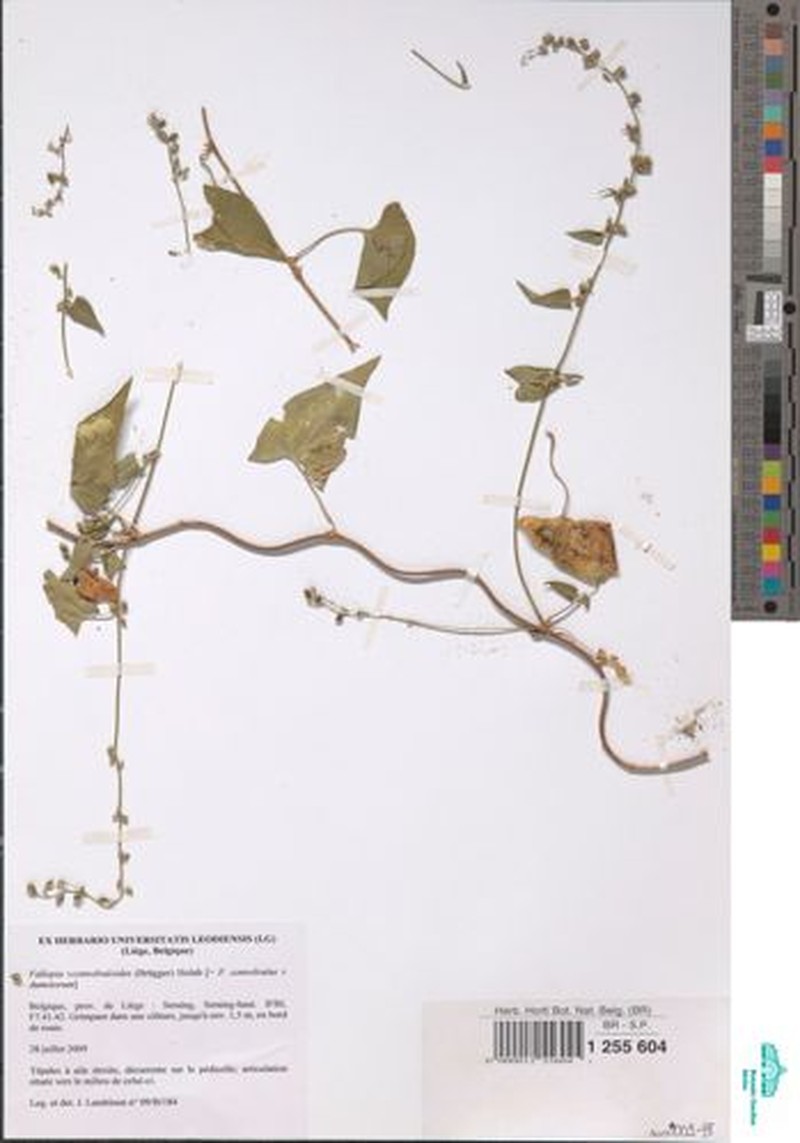 Fallopia × heterocarpa photo 2