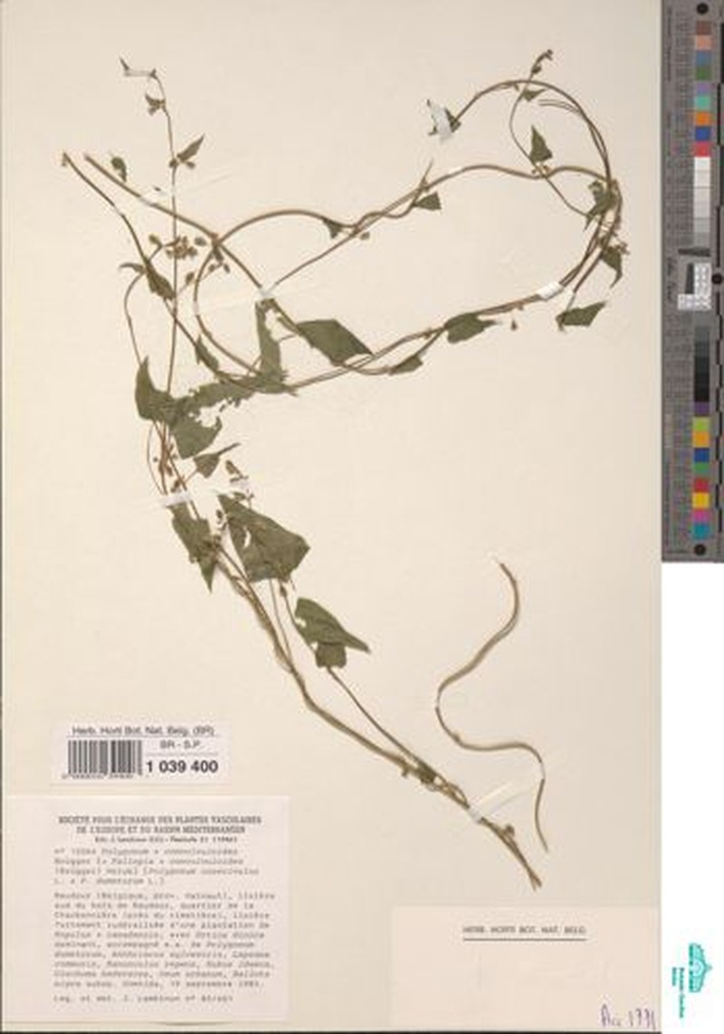 Fallopia × heterocarpa photo 4
