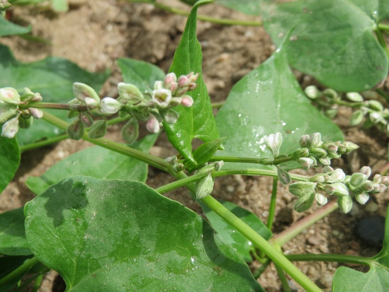 Black Bindweed photo 8