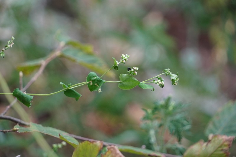 Fallopia cristata