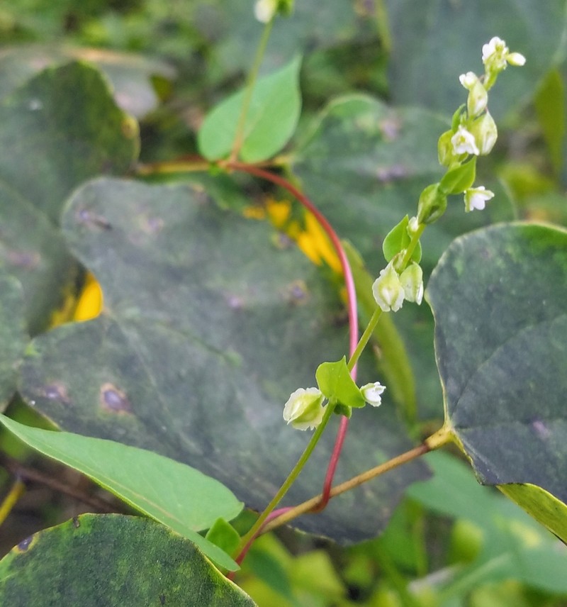 Fallopia cristata photo 3