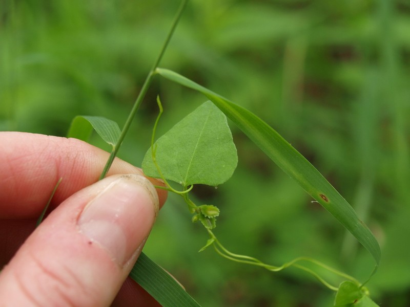 Fallopia cristata photo 4