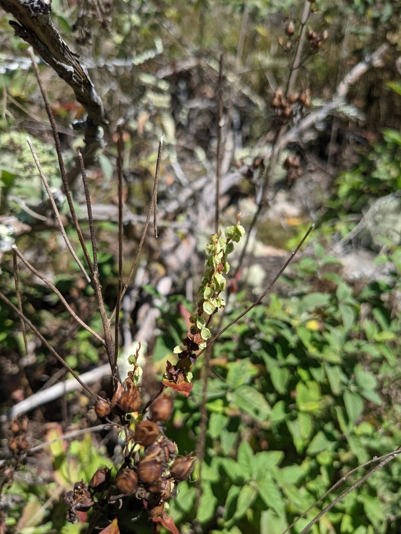 Fallopia cristata photo 7