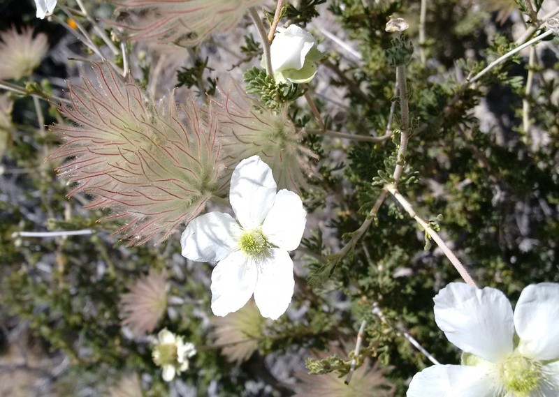 Apache Plume