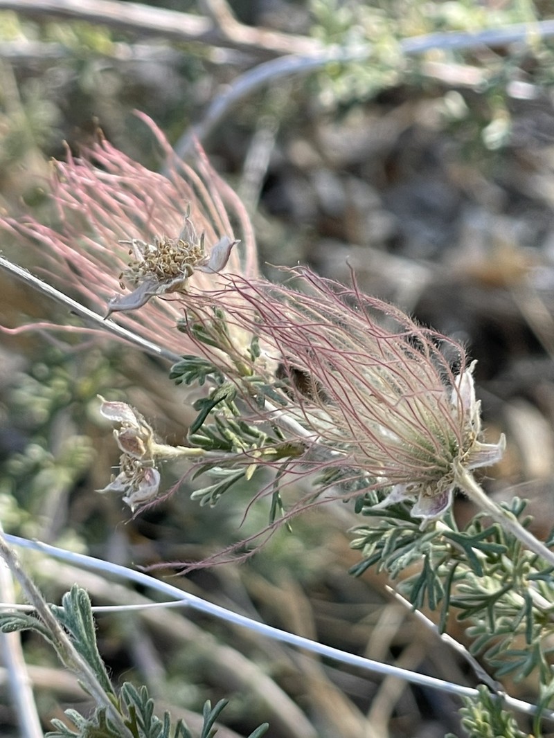 Apache Plume