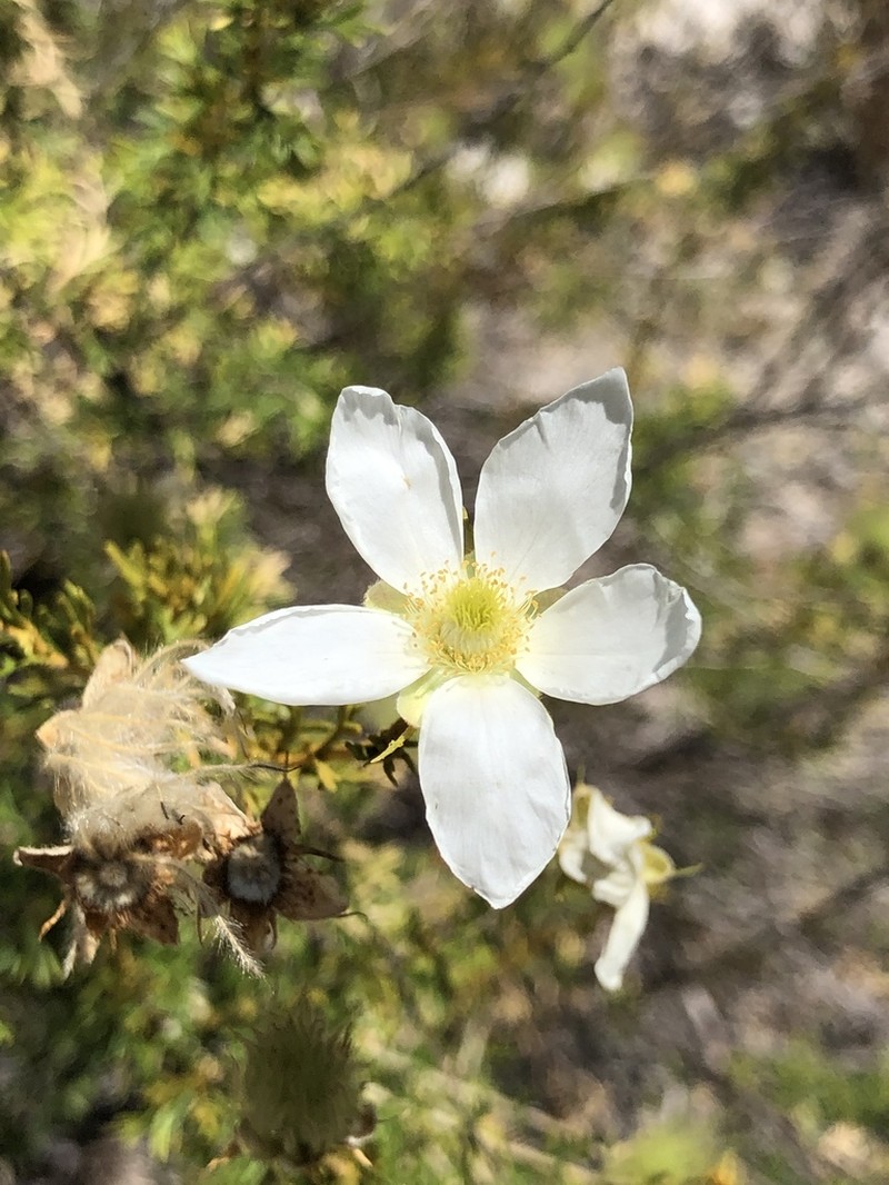 Apache Plume photo 2