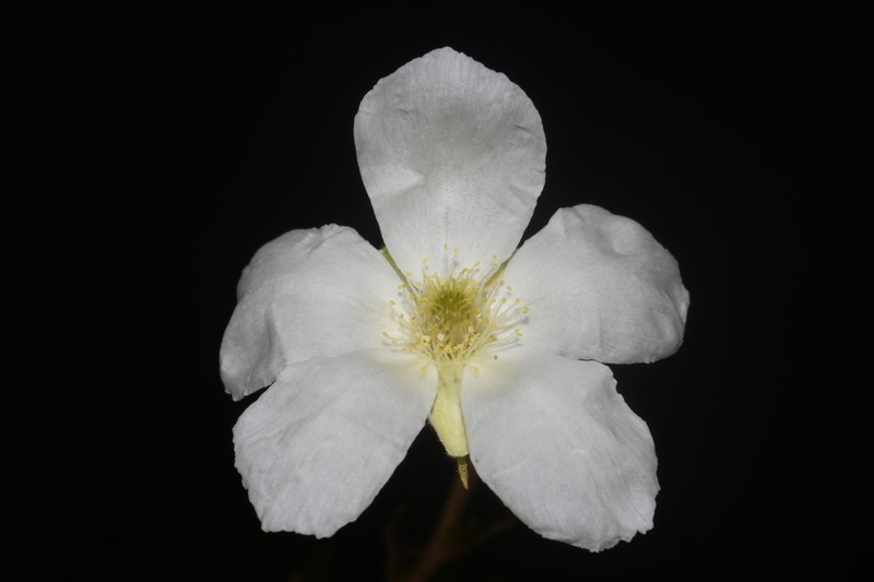 Apache Plume photo 3