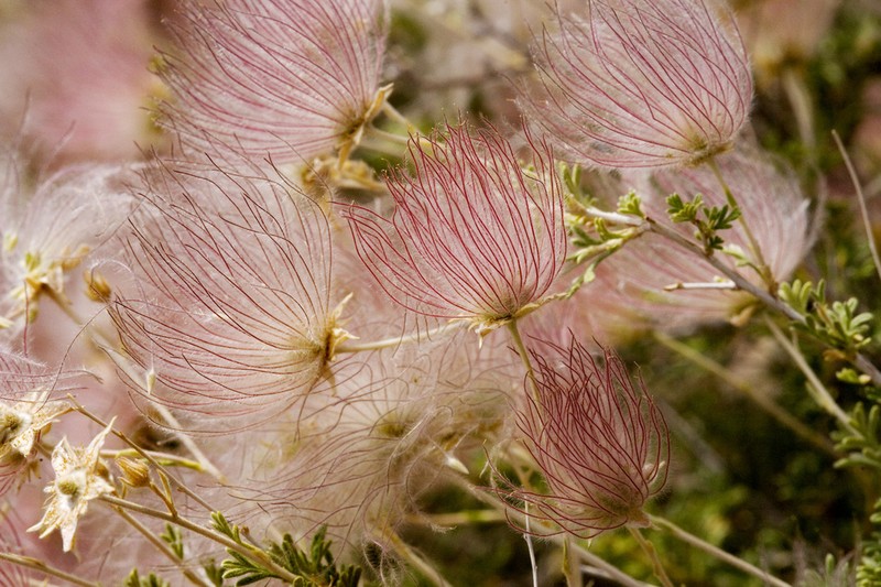 Apache Plume photo 4