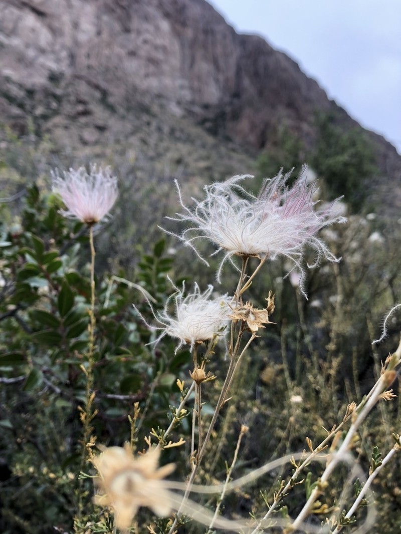 Apache Plume photo 5