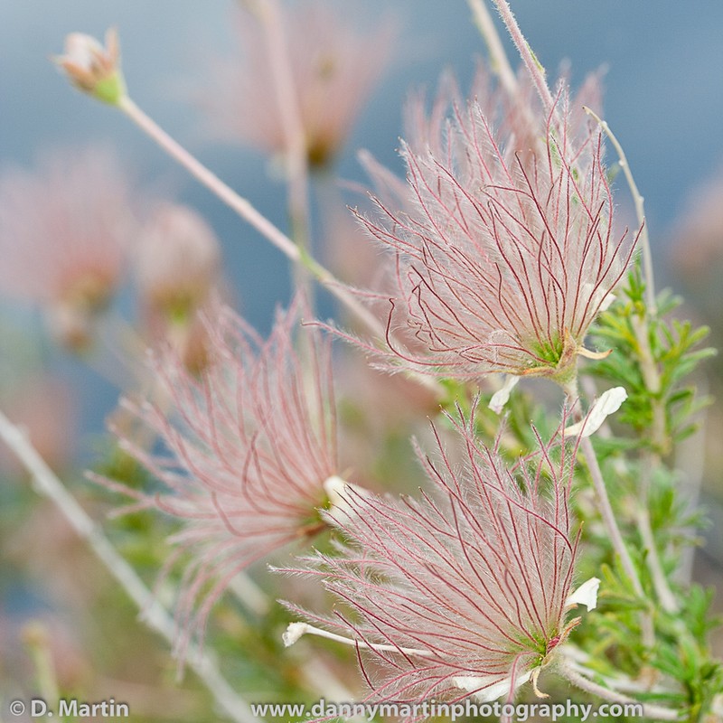 Apache Plume photo 6