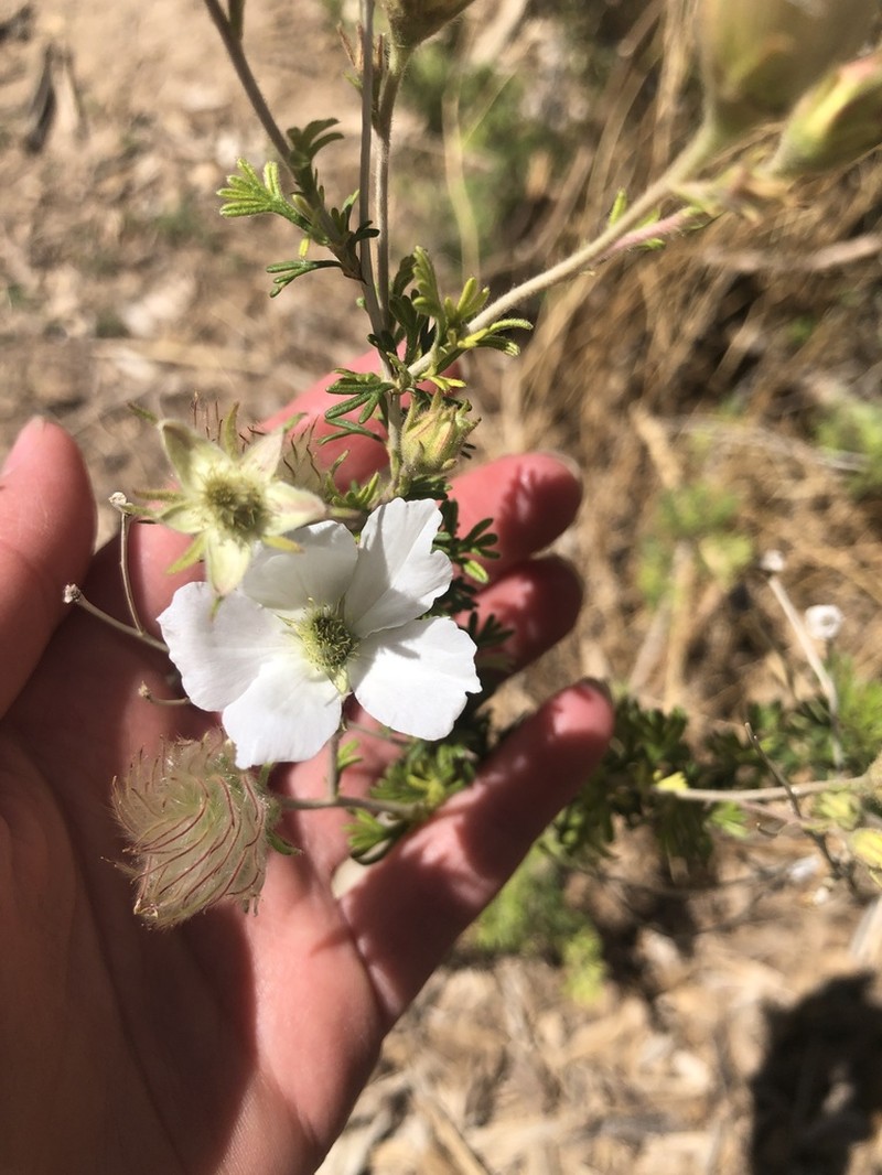 Apache Plume photo 7