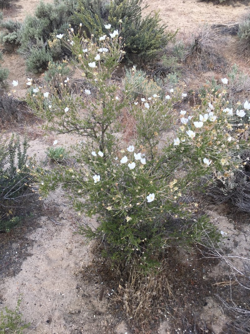 Apache Plume photo 8