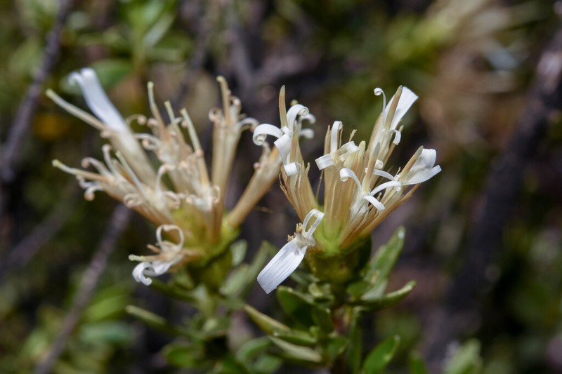 Famatinanthus decussatus