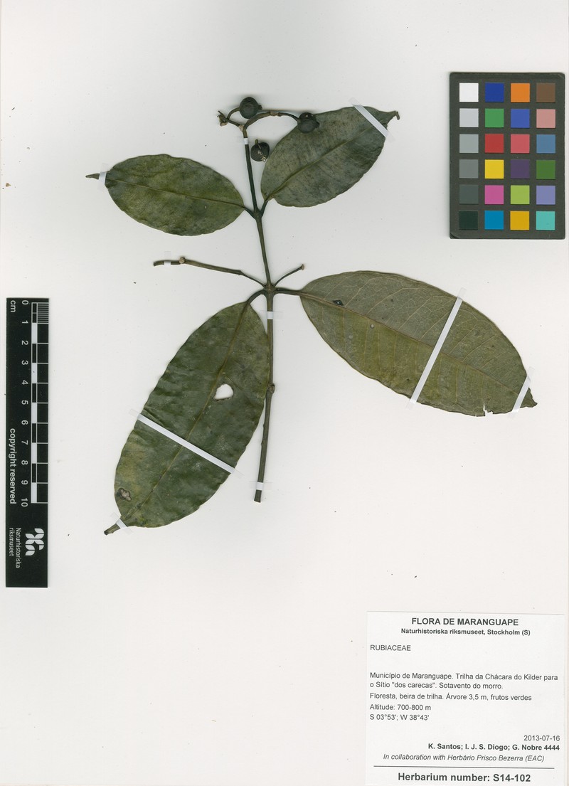 Faramea baturitensis