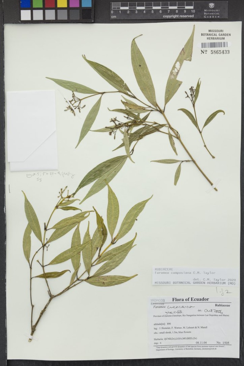 Faramea camposiana