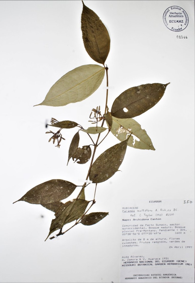 Faramea camposiana photo 3