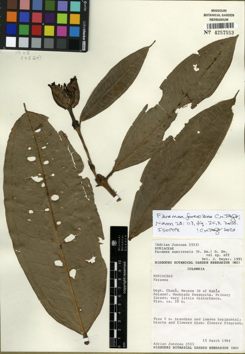 Faramea foreroana