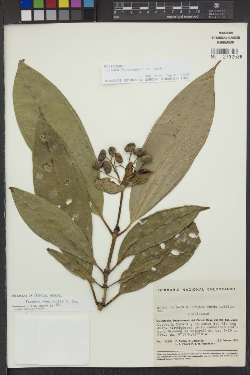 Faramea foreroana photo 2