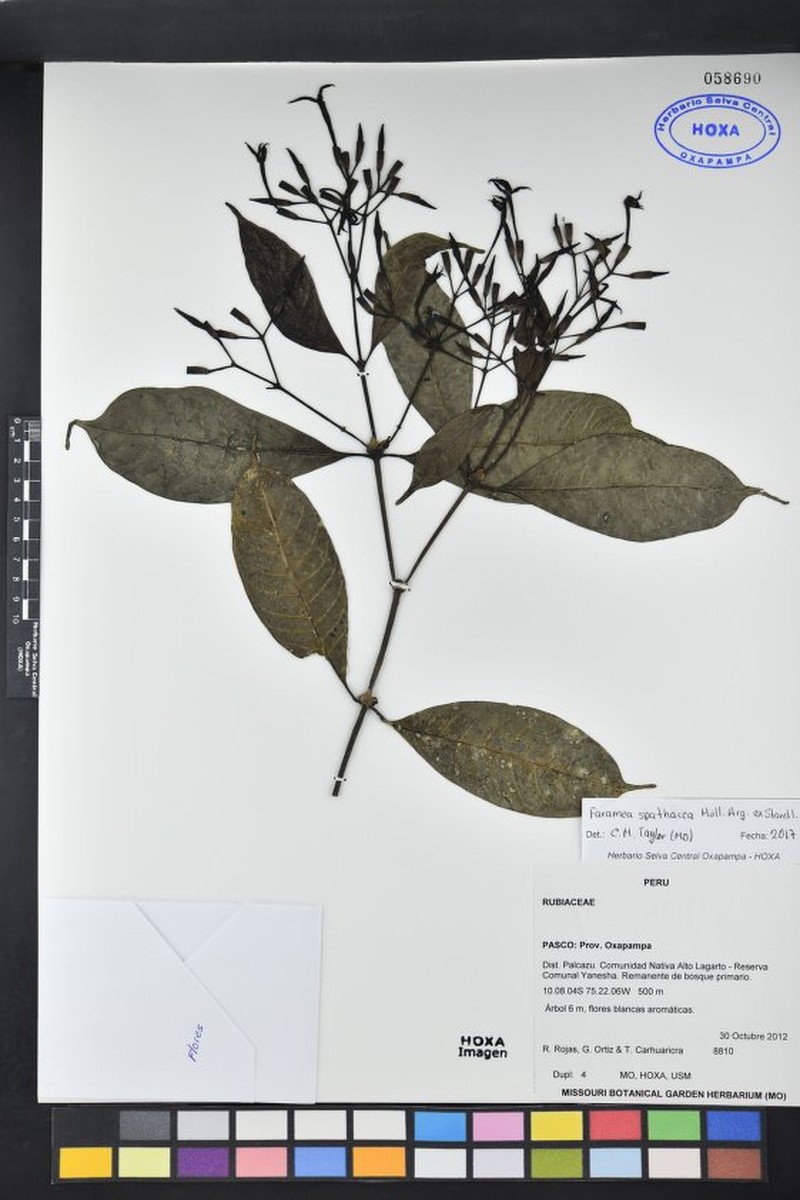Faramea fosteri