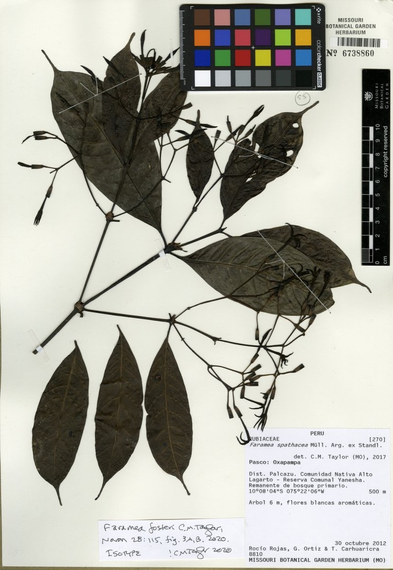 Faramea fosteri photo 2